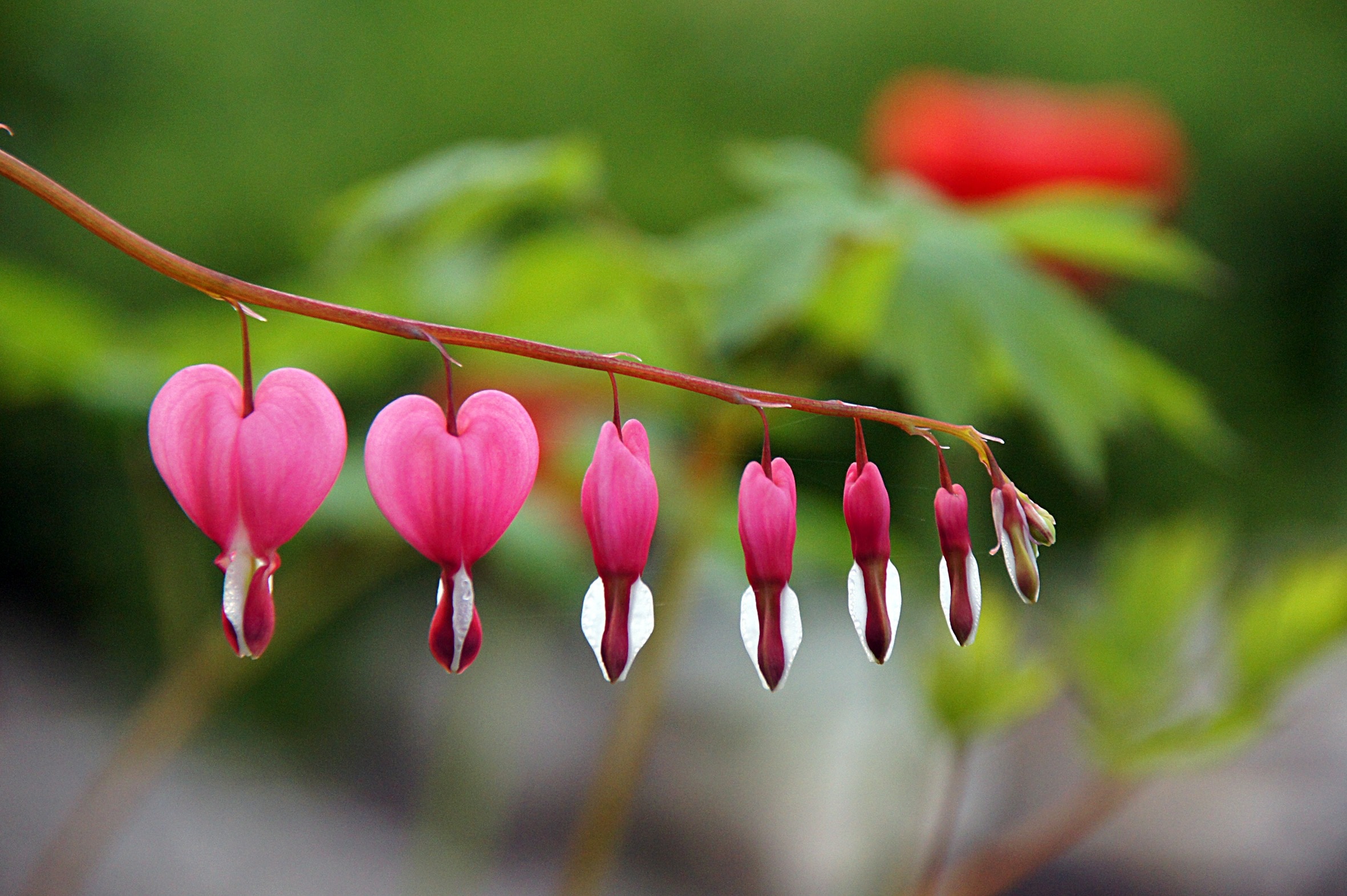 Flower, Bleeding Heart, Plant, pink color, flower