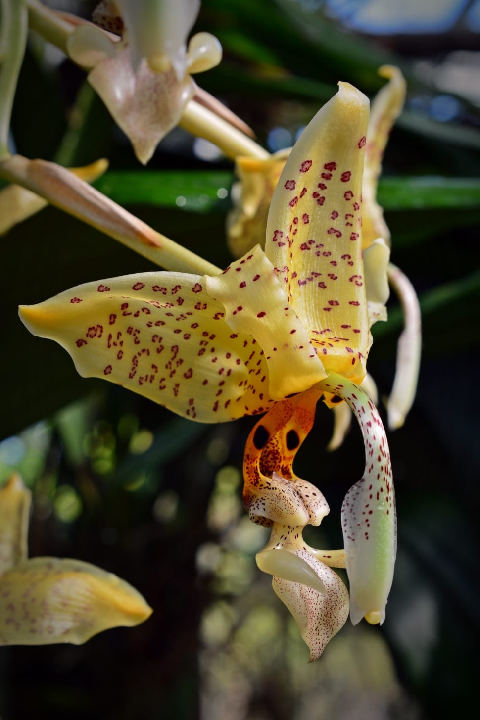 yellow and green orchid preview