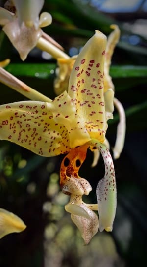 yellow and green orchid thumbnail