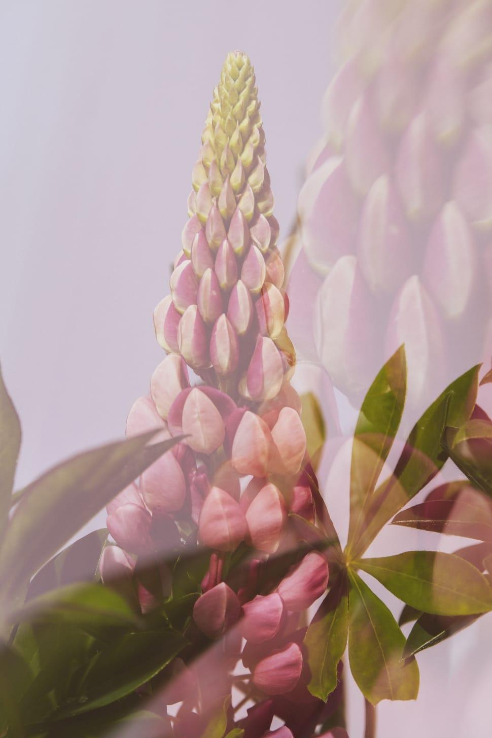 pink lupine preview