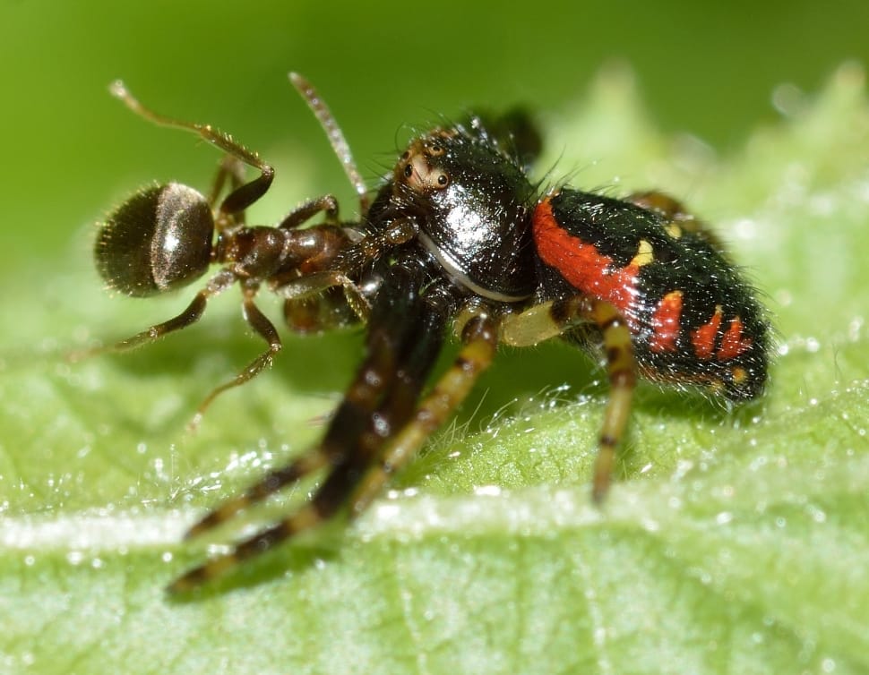 black and red spider and black ant preview