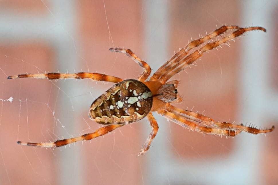 brown and white spider preview