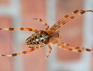 brown and white spider thumbnail