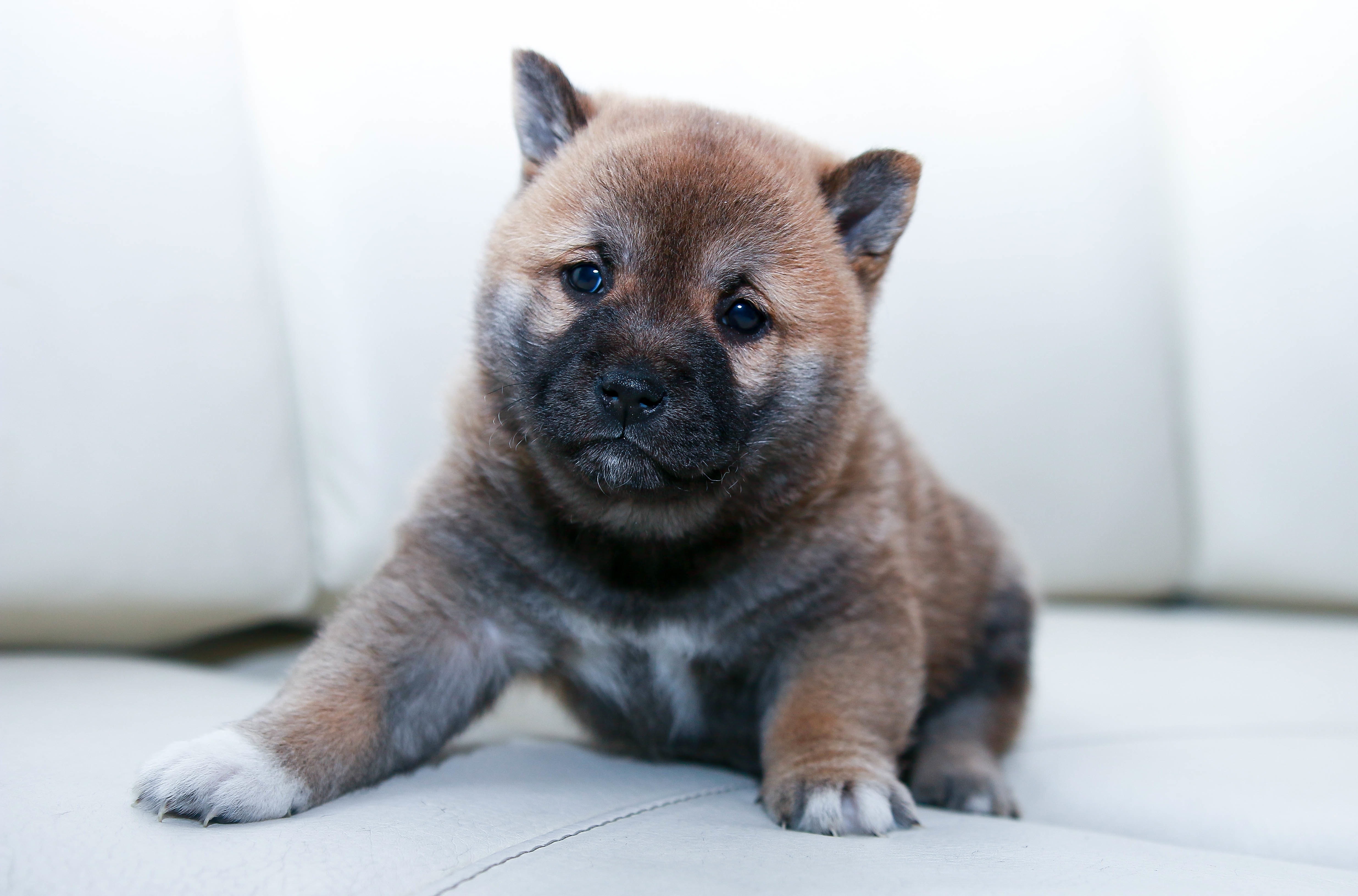 tan and black short coated puppy