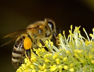shallow focus photography of brown honeybee on yellow flower thumbnail