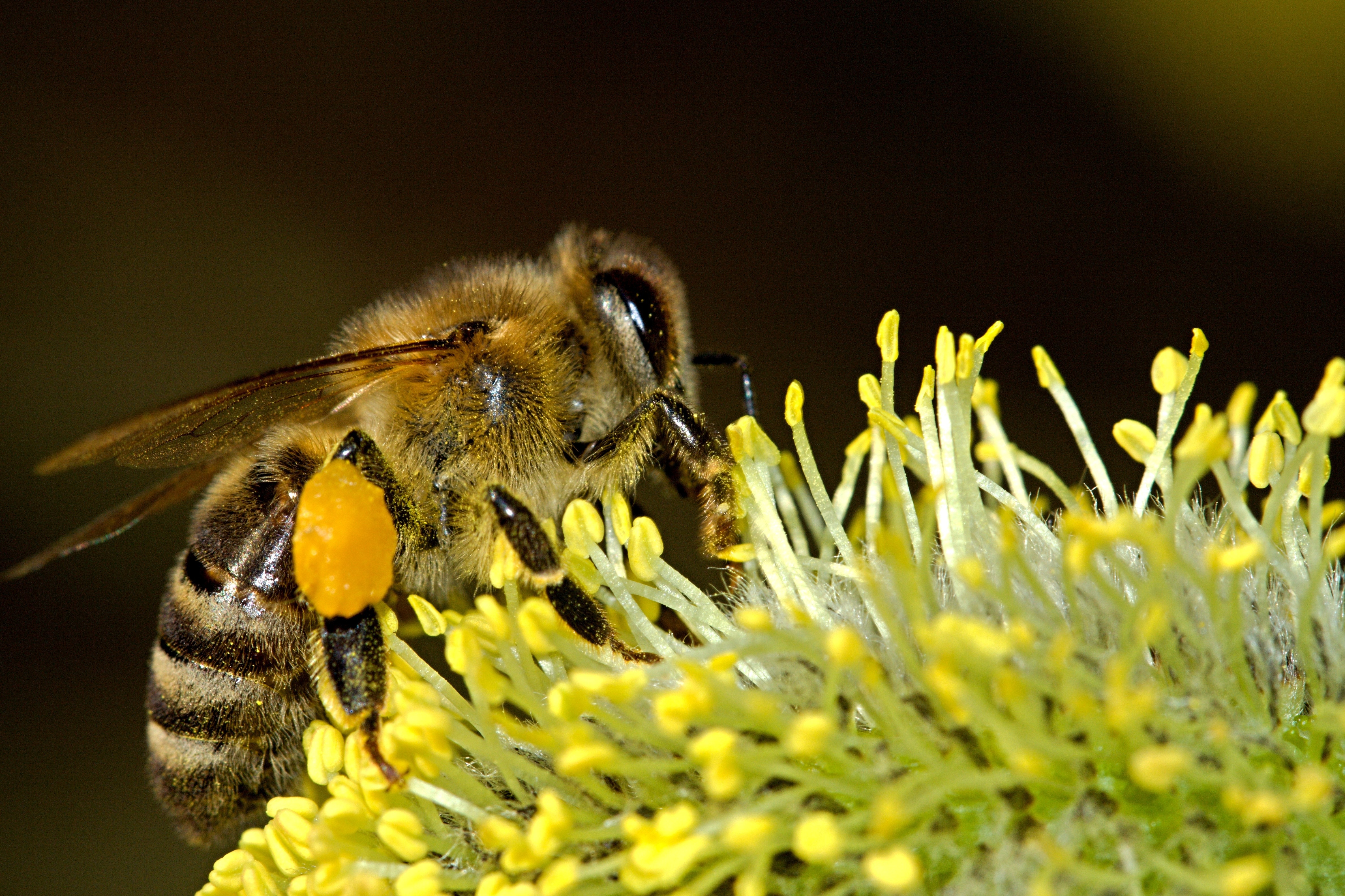 shallow focus photography of brown honeybee on yellow flower