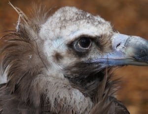 gray vulture thumbnail
