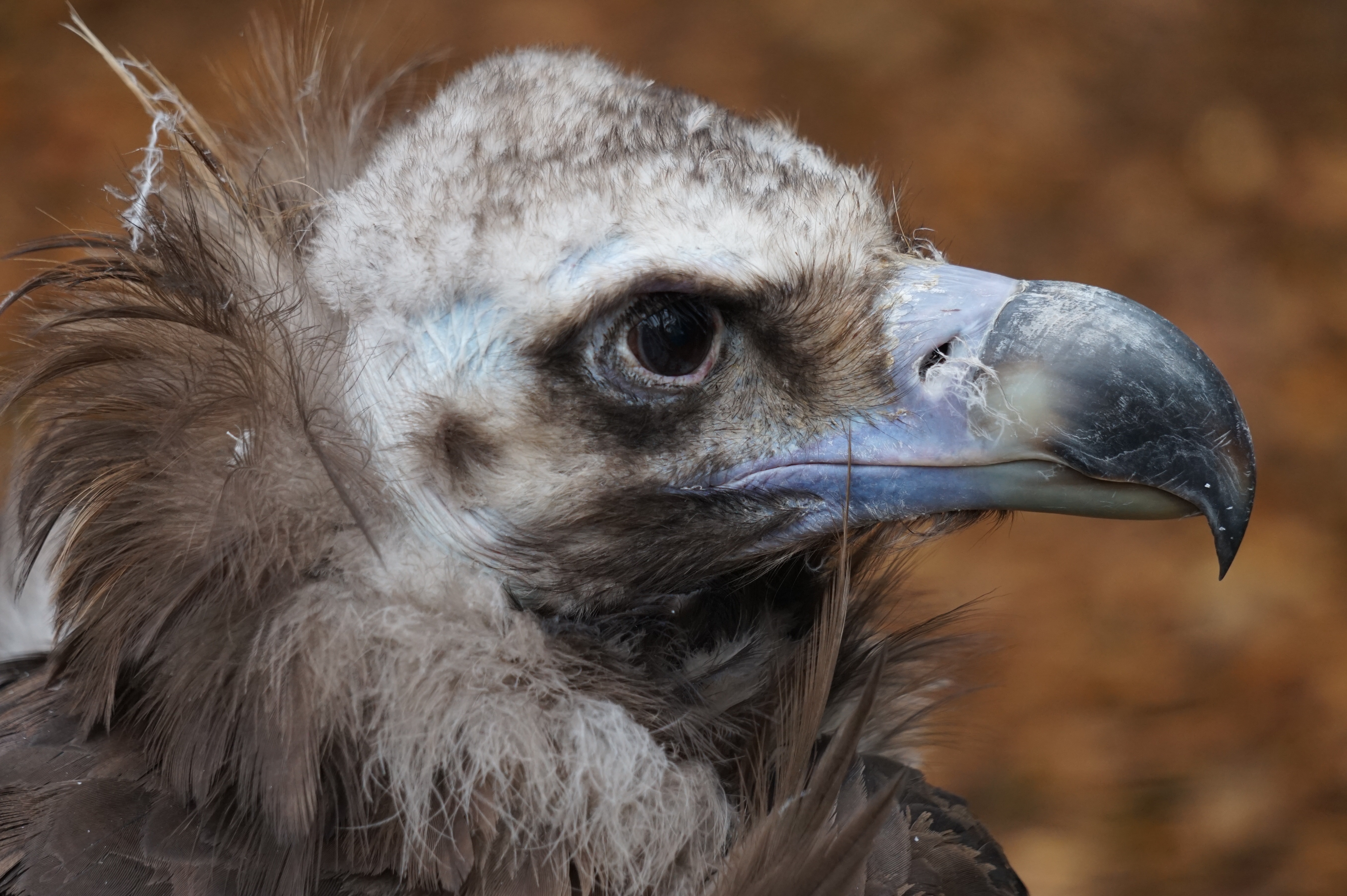 gray vulture