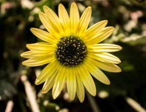 yellow petaled and black stigma flower thumbnail