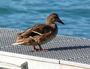 female mallard duck on white metal flat form near body of water thumbnail