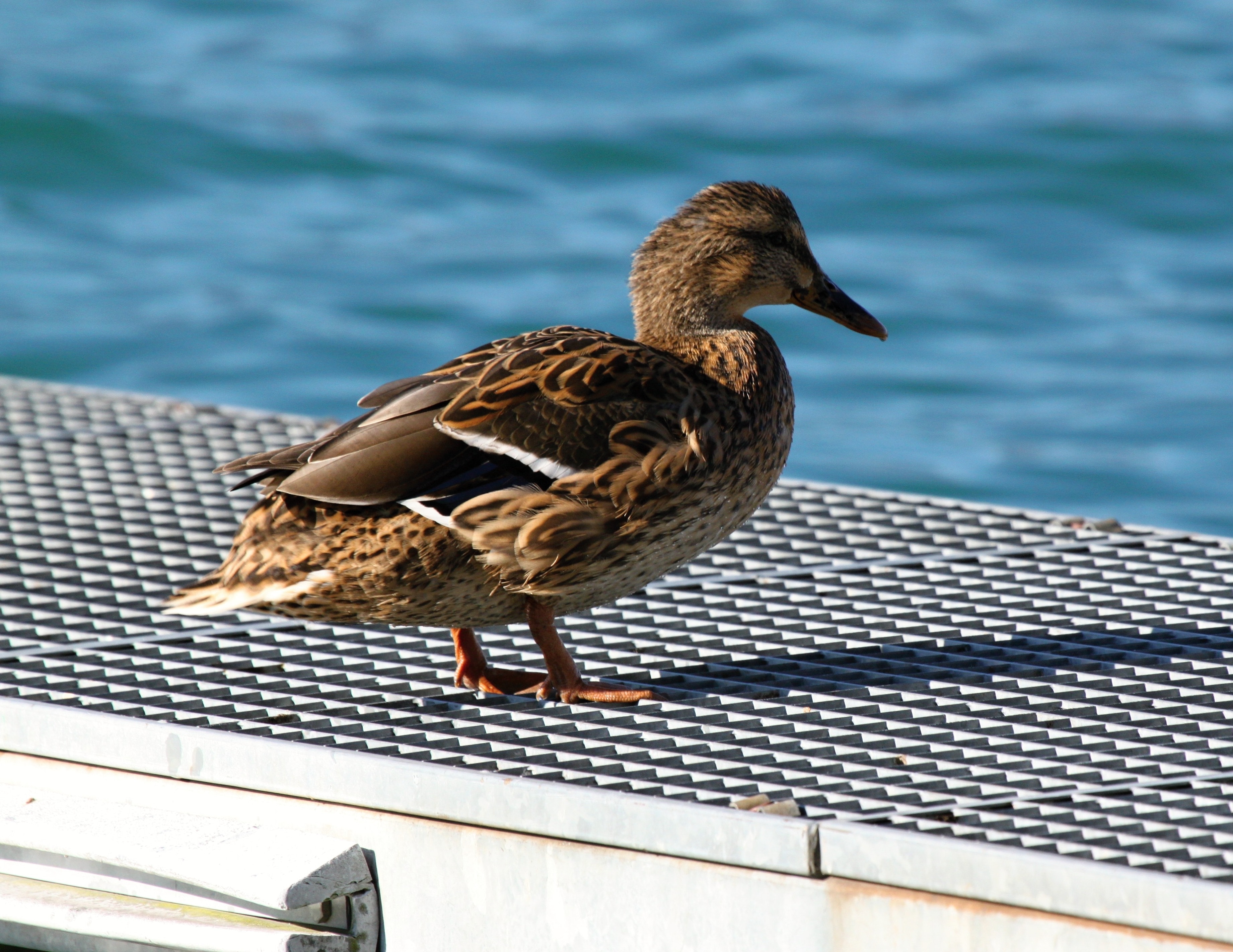 female mallard duck on white metal flat form near body of water