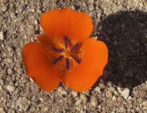 orange and purple flower thumbnail