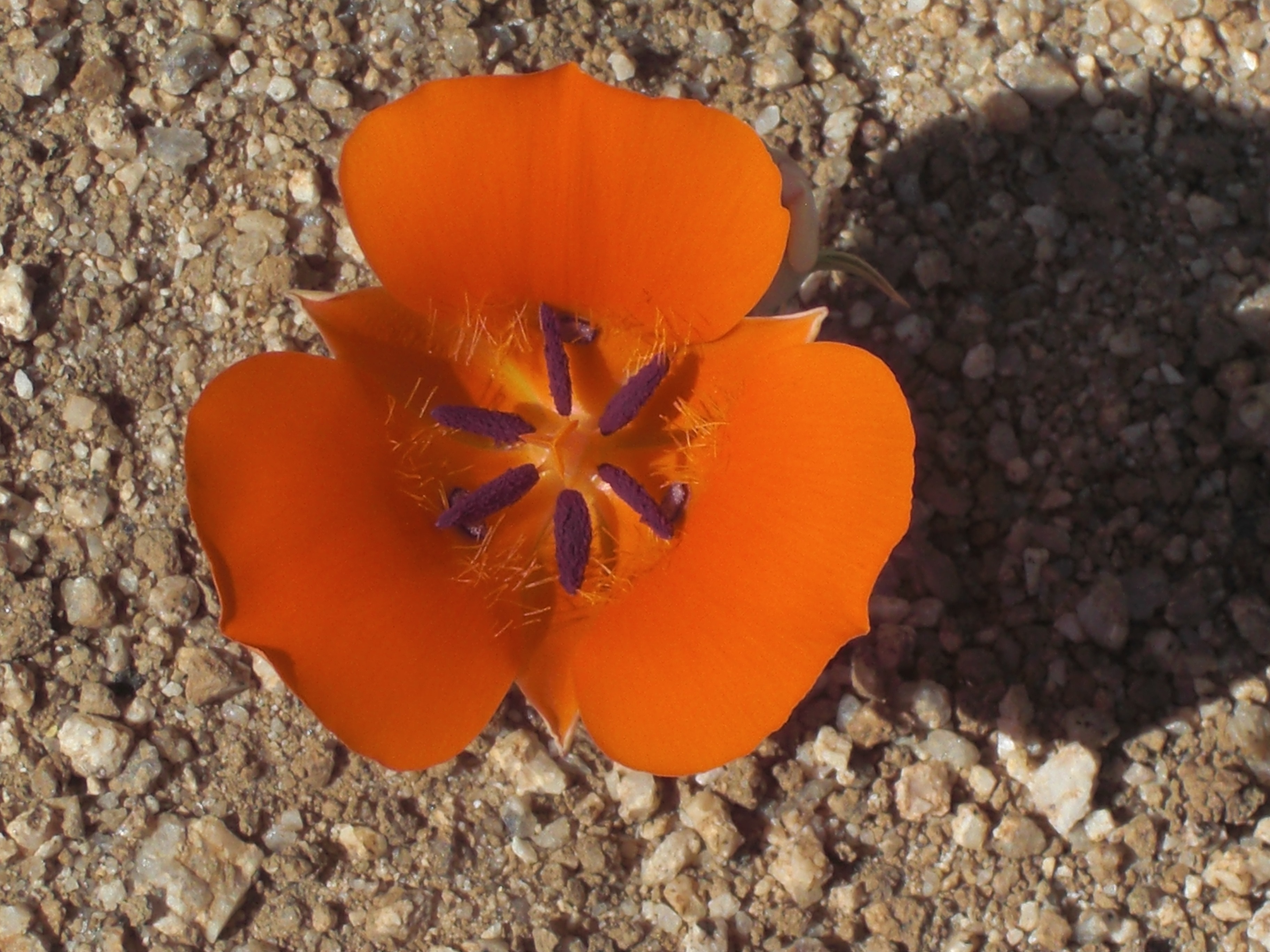orange and purple flower