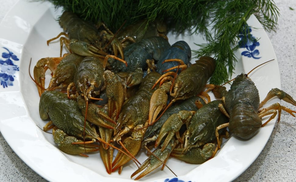 Live, Seafood, Dill, Boil, Crayfish, seafood, food and drink preview