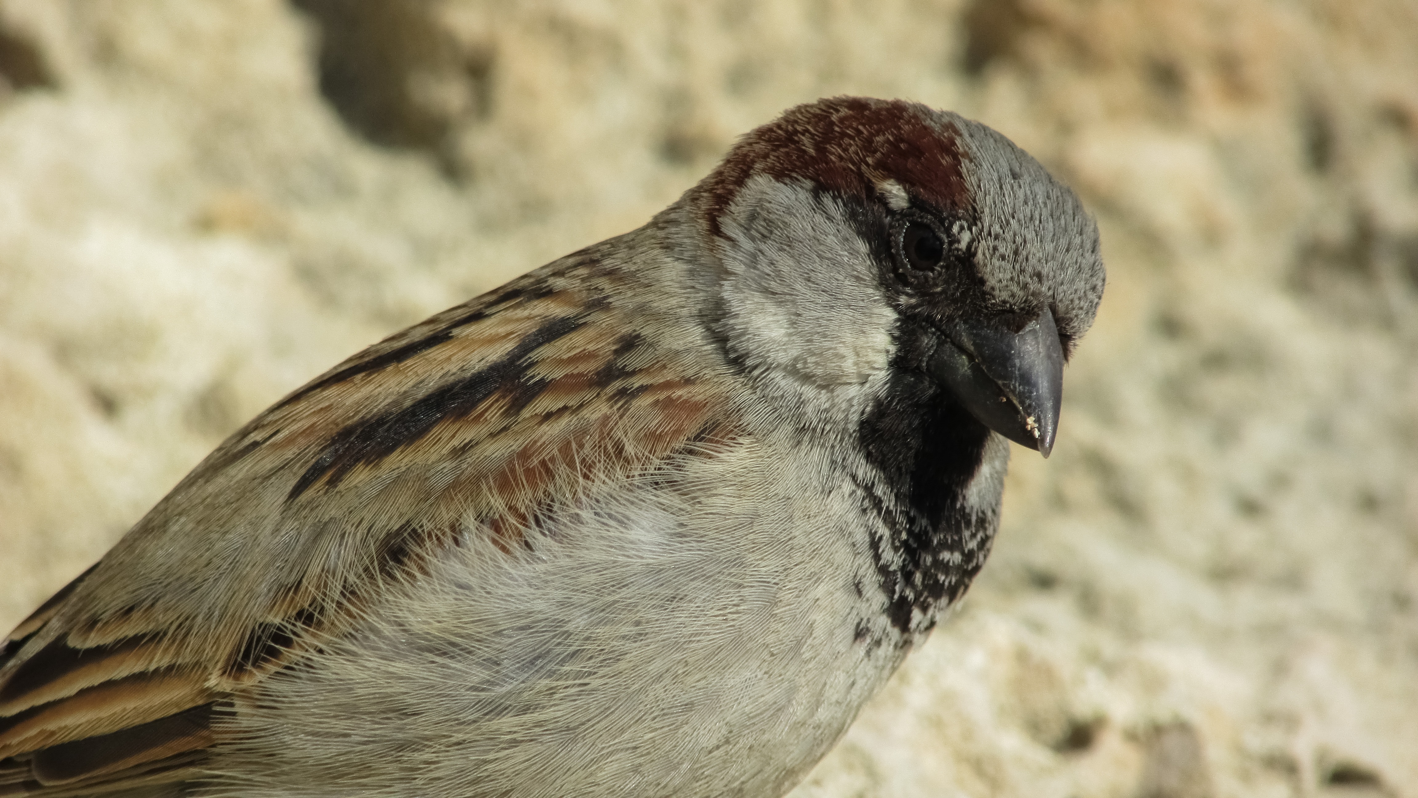 gray and brown bird