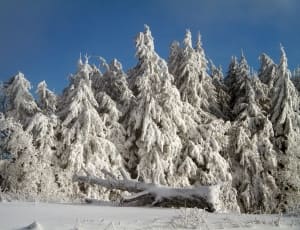 snow capped tree thumbnail