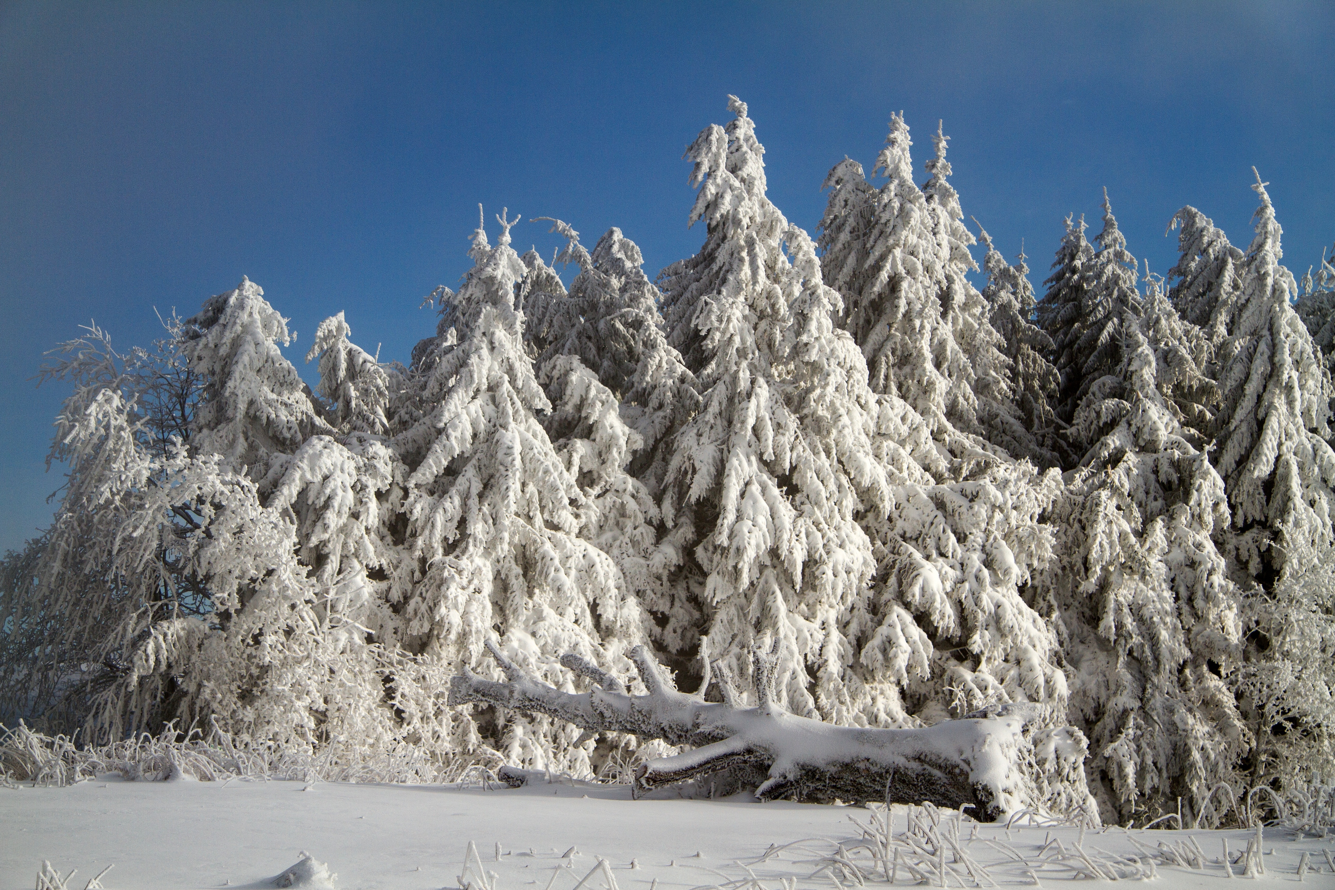 snow capped tree