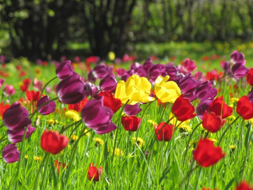 Spring, Yellow, Meadow, Tulips, flower, plant preview