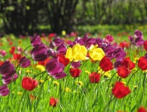 Spring, Yellow, Meadow, Tulips, flower, plant thumbnail