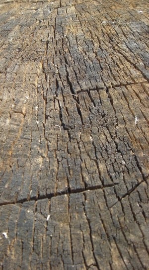 brown wooden tree branch thumbnail