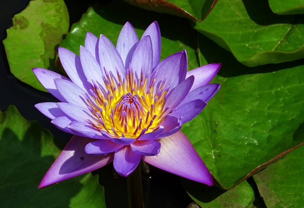 purple lotus flower preview