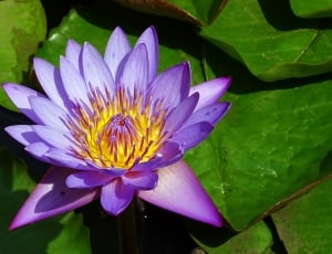 purple lotus flower thumbnail