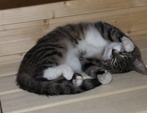 cat lying on wooden bench thumbnail