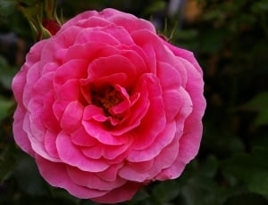 Scented Rose, Pink Rose, Rose, flower, pink color thumbnail