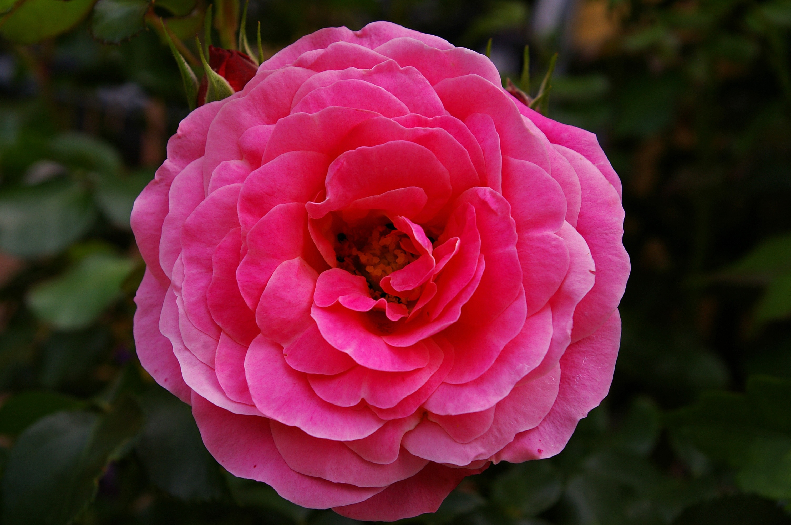 Scented Rose, Pink Rose, Rose, flower, pink color