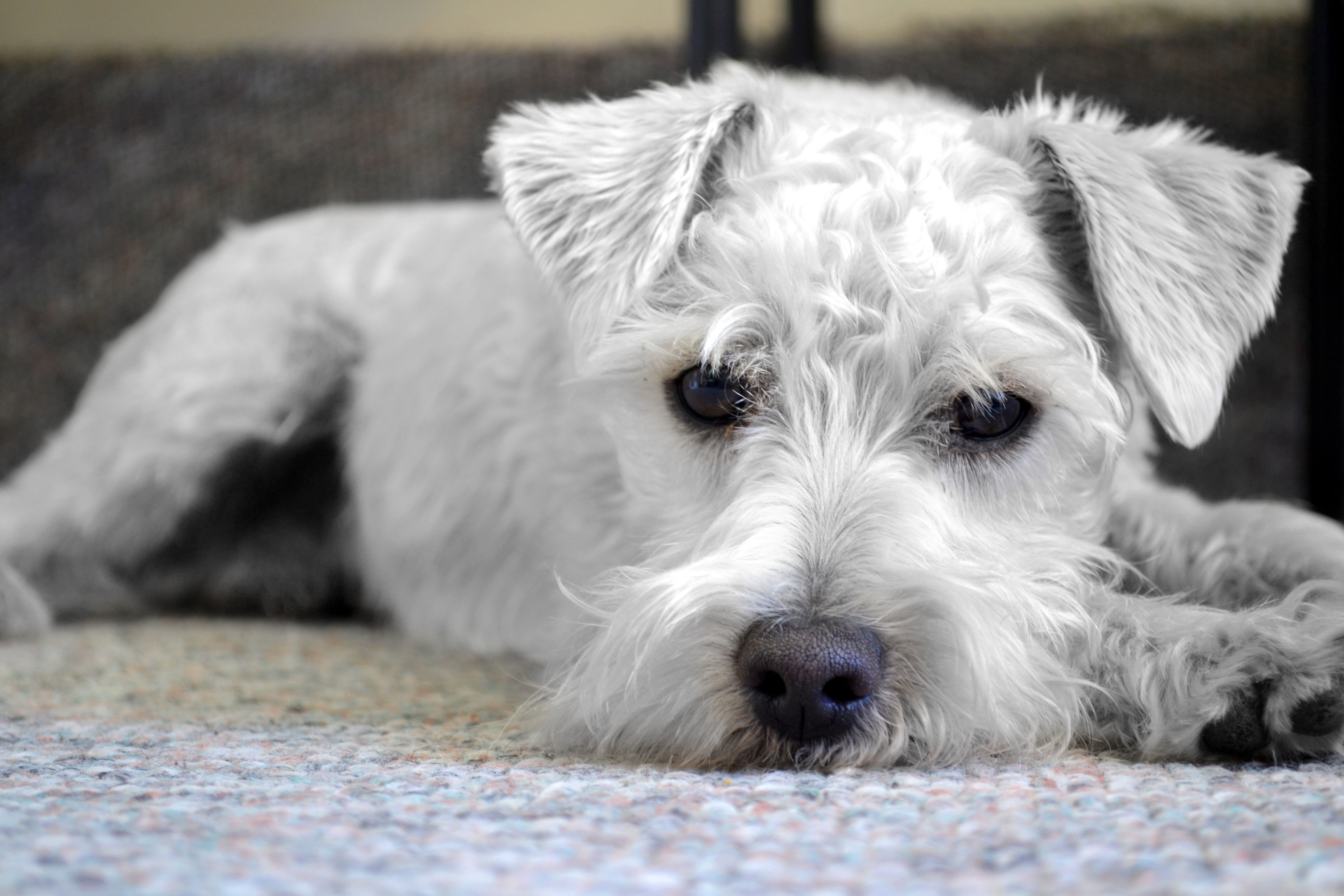 white miniature schnauzer free image | Peakpx