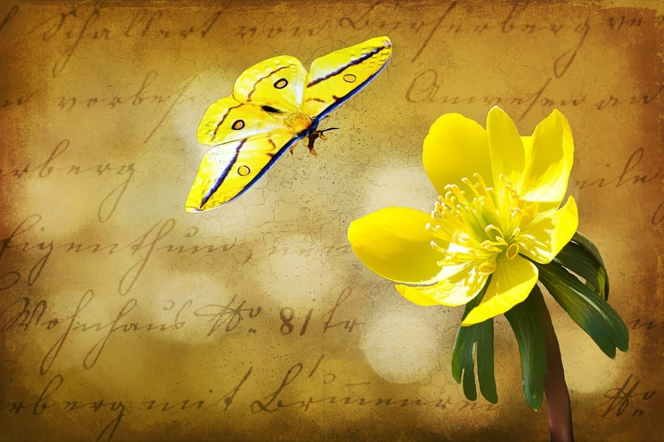 yellow moth above yellow flower illustration preview