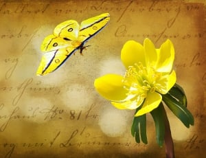 yellow moth above yellow flower illustration thumbnail