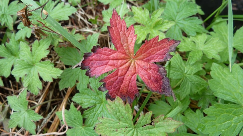red and black maple leaf preview