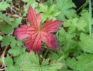 red and black maple leaf thumbnail