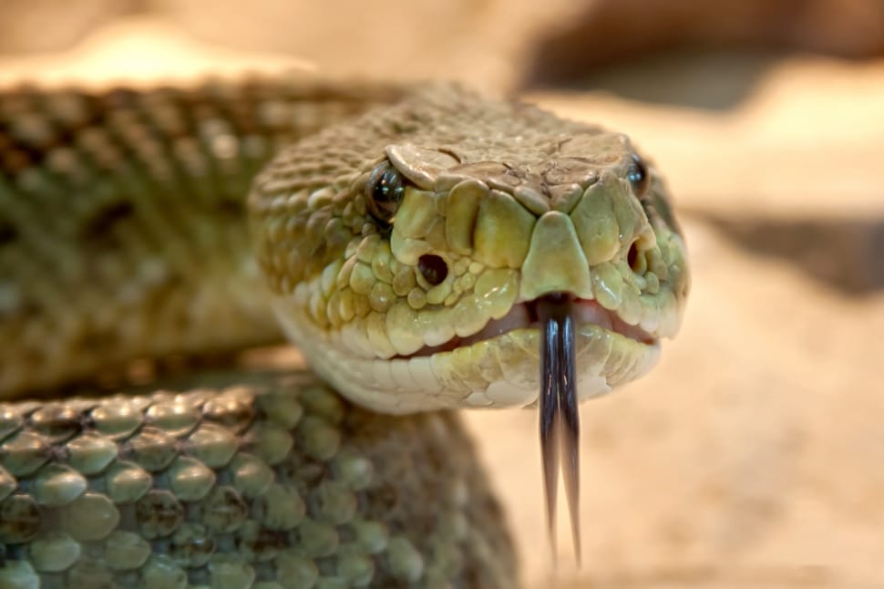 green snake showing tongue preview