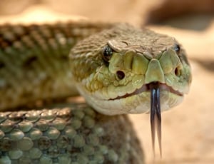green snake showing tongue thumbnail