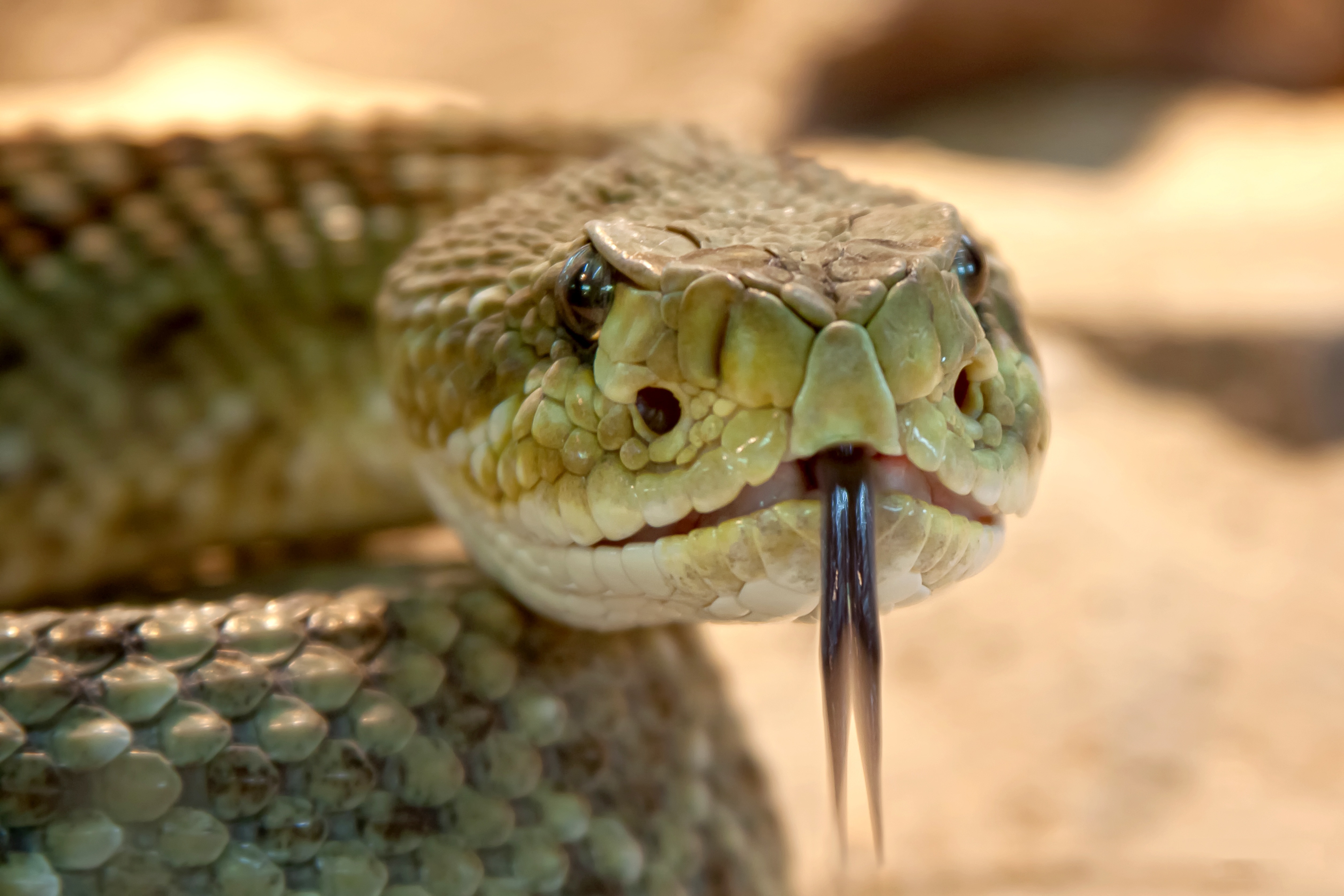 green snake showing tongue