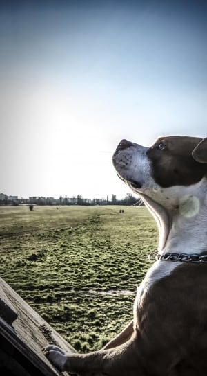 closeup photo of white and black american pit bull terrier at green grass field during daytime thumbnail