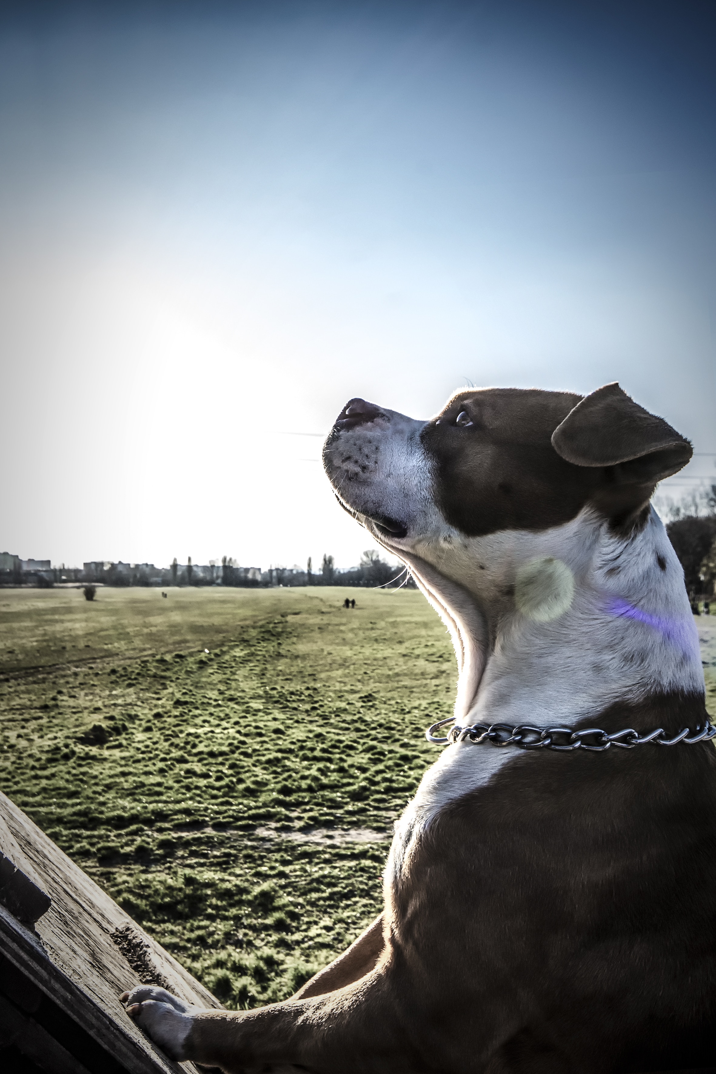 closeup photo of white and black american pit bull terrier at green grass field during daytime