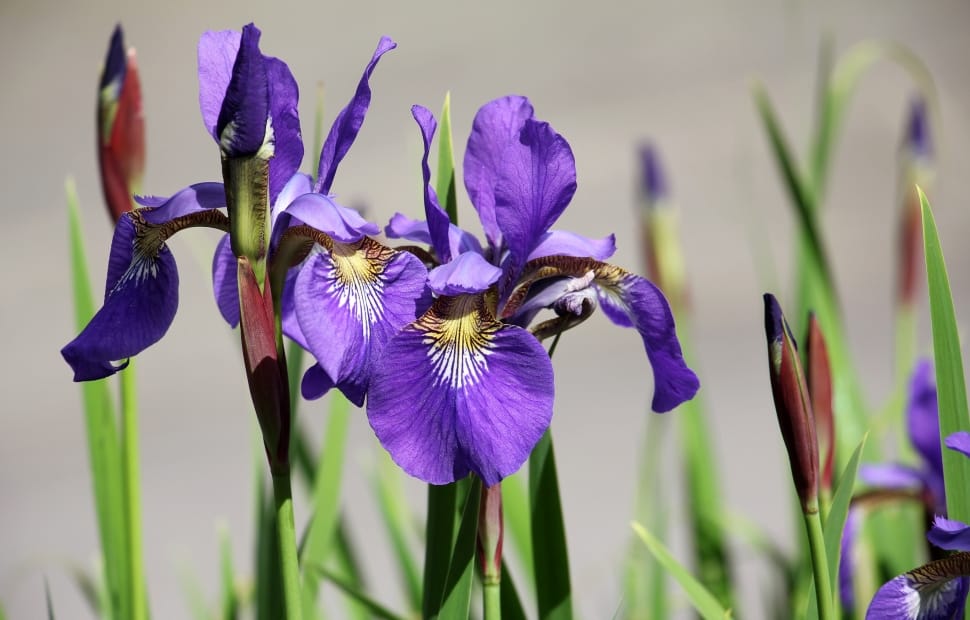 purple iris preview