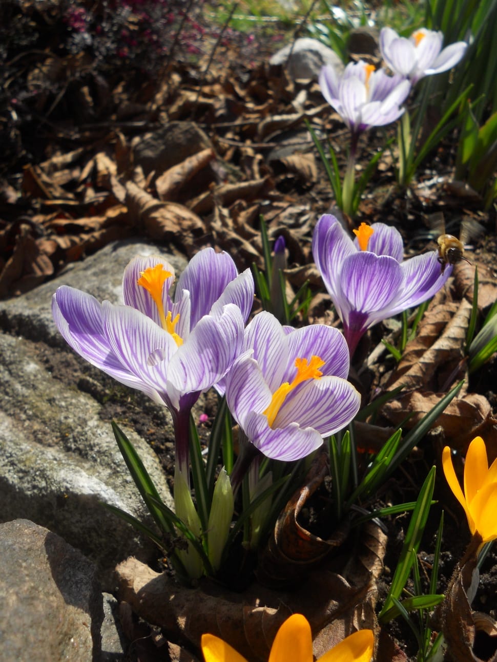 purple and white crocus flowers preview