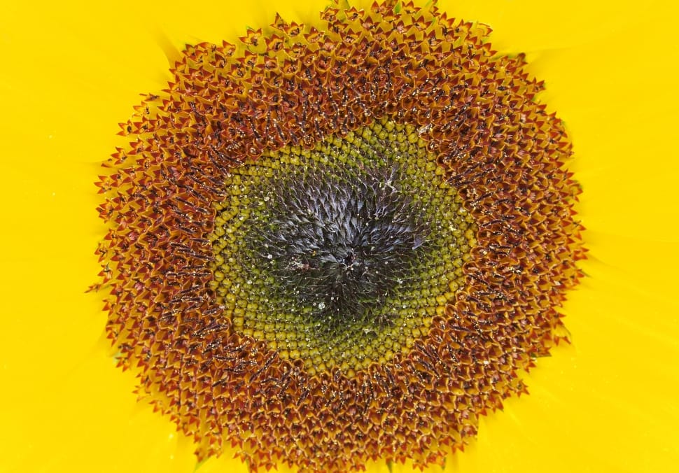 Yellow, Flower, Summer, Sunflower, Sun, yellow, close-up preview