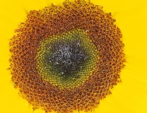 Yellow, Flower, Summer, Sunflower, Sun, yellow, close-up thumbnail