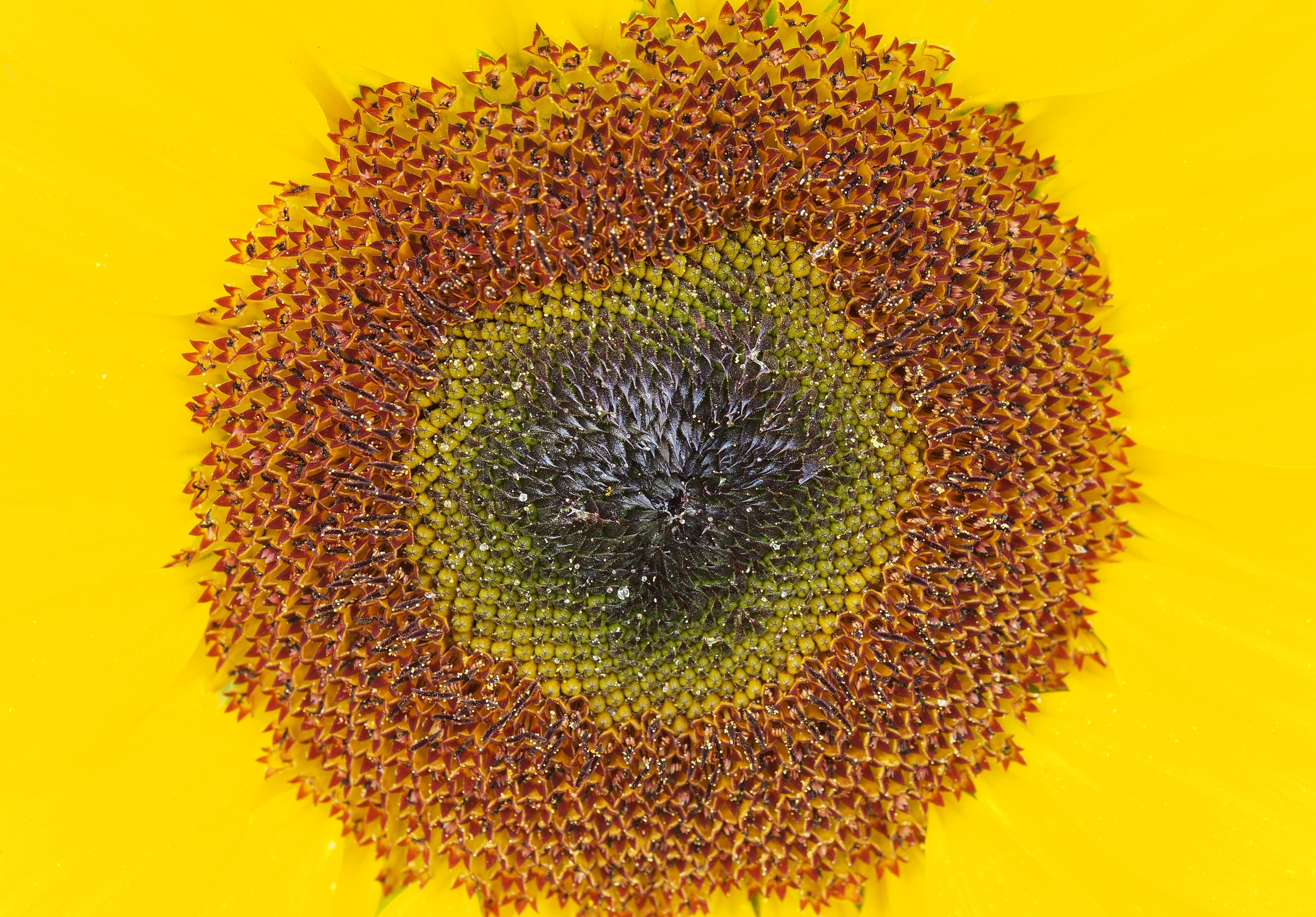Yellow, Flower, Summer, Sunflower, Sun, yellow, close-up