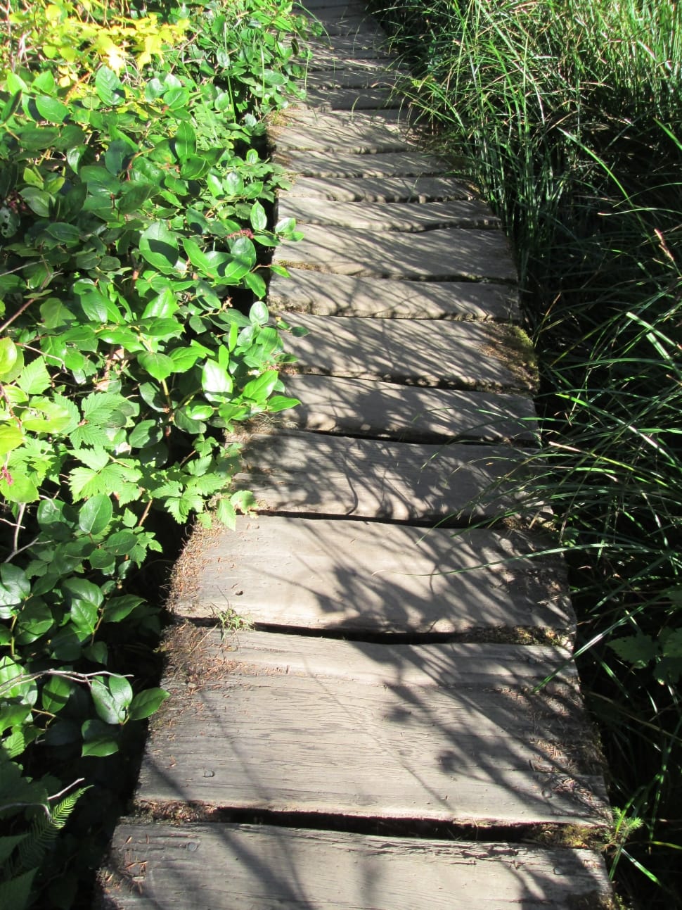 brown wooden pathway surrounded by green plants preview