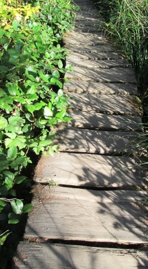 brown wooden pathway surrounded by green plants thumbnail