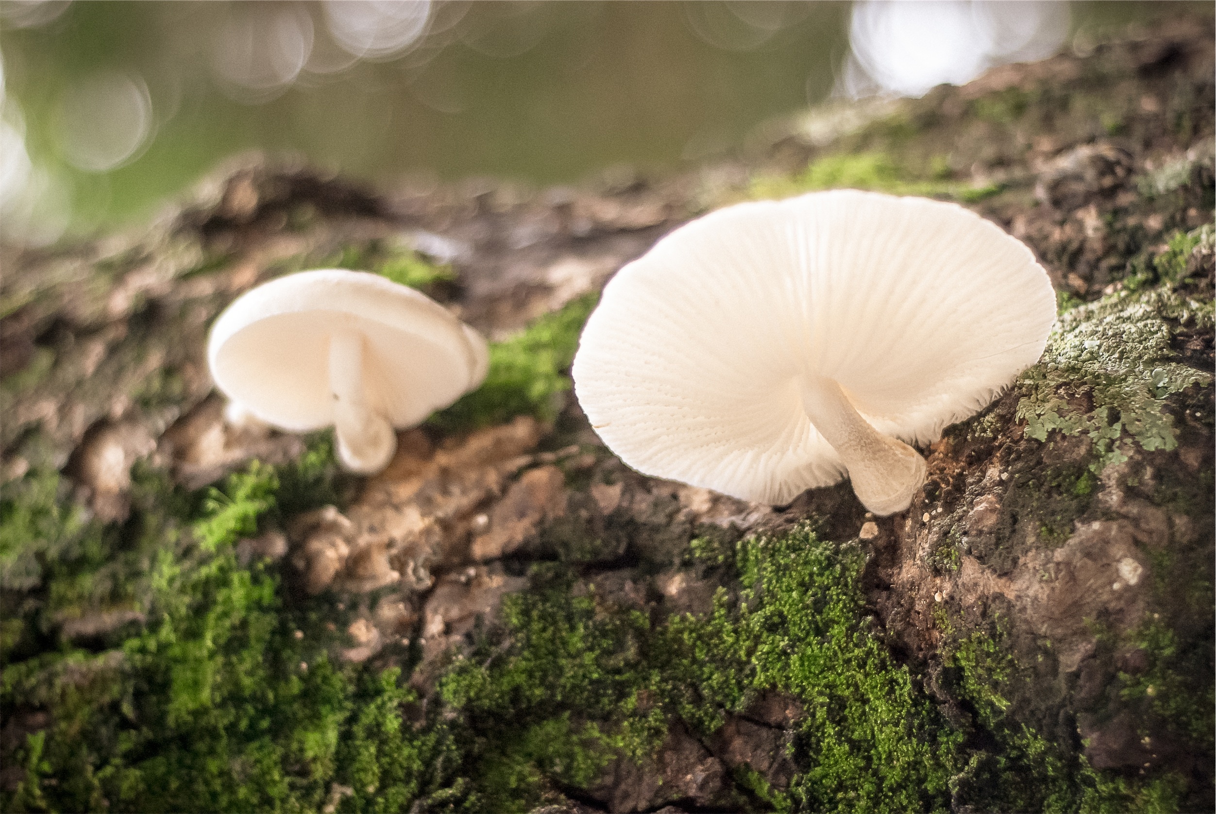 1920x1080 wallpaper | white mushrooms | Peakpx