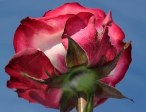 Pink Rose, Rose, From The Bottom, flower, freshness thumbnail