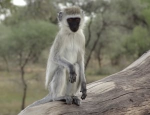 white and grey monkey thumbnail