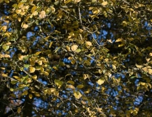 Blue Sky, Pear-Tree, Branch, nature, leaf thumbnail